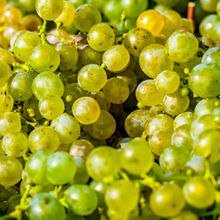 September, die Beeren reifen